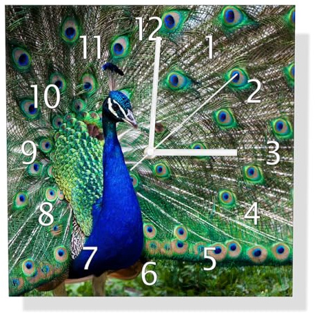 Wallario Design-Wanduhr Farbenprächtiger Pfau aus Glas, Motiv-Uhr Größe 30 x 30 cm, weiße Zeiger