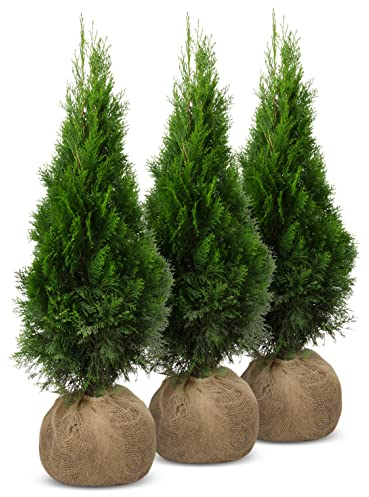 iglaco Thuja Smaragd immergrüner Lebensbaum Heckenpflanze Zypresse. Große und gesunde Sämlinge. (25, 80-90 cm)