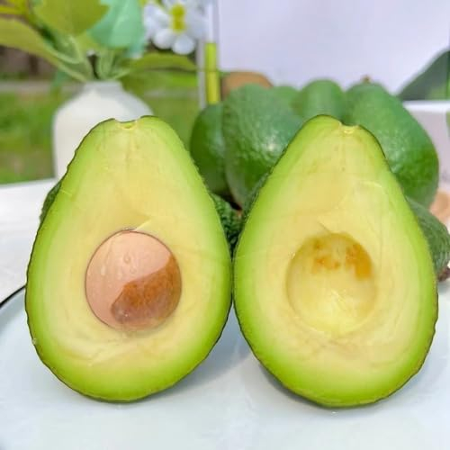 50 pcs avocado samen zum pflanzen, obstbäume kaufen, ostergeschenke avocado baum kaufen - Persea americana - exotische früchte, hochbeet balkon geschenke für den garten, samen alte sorten