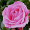 Mum in a Million Bush Rose Plant in 3 Litre Pot, Pink Flowering