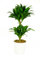 Dracaena deremensis 'Compacta', Drachenbaum, echte Zimmerpflanze grün, 17cm Topfdurchmesser, Höhe ca. 60cm, 1 Pflanze