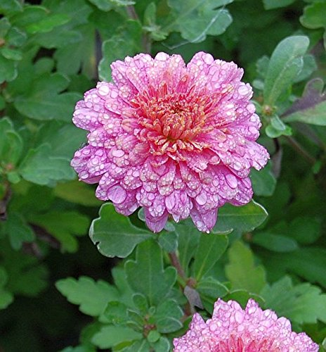 Winteraster Schloßtaverne - Chrysanthemum Indicum