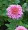Winteraster Schloßtaverne - Chrysanthemum Indicum