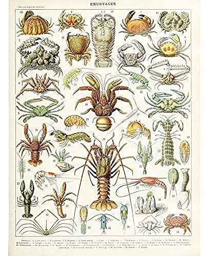 Artery8 Millot Nature Enzyklopädie Seite Krebstiere Hummer Ungerahmter Druck 30x40 cm