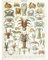 Artery8 Millot Nature Enzyklopädie Seite Krebstiere Hummer Ungerahmter Druck 30x40 cm
