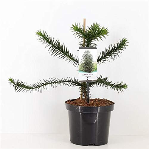 Chilenische Schmucktanne ca. 40 cm - Andentanne - Araucaria araucana - Schlangenbaum - Schuppentanne - Affenschwanzbaum