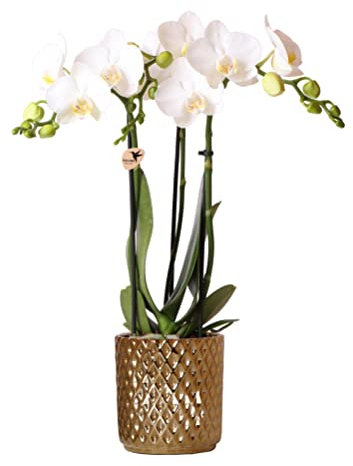 Kolibri Orchids | weiße Phalaenopsis-Orchidee - Amabilis + Diamant-Dekotopf gold - Topfgröße Ø9cm - 40cm hoch | blühende Zimmerpflanze im Blumentopf - frisch vom Züchter