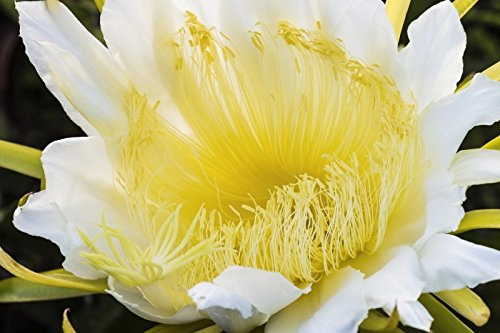 Fruit Du Dragon le/Pitahaya Cactus - 30 Graines