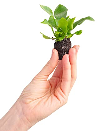 PLNTS - Baby Platycerium Bifurcatum (corne d'élan) - Plante verte - plante d'intérieur 2 cm boutures - Höhe 10 cm