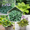 Hosta Funkie Pflanzen Mini Kollektion | Mischung von 5 Sorten | Große Funkien Winterharte Nacktwurzel Pflanzen/Stauden aus Holland (kein Samen)