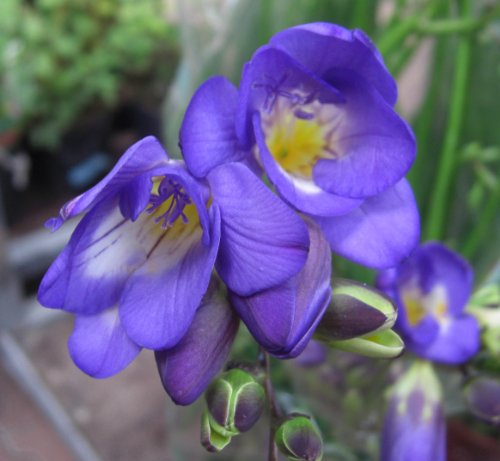 Freesienzwiebeln : Freesia - Freesie  blau  10 Blumenzwiebeln