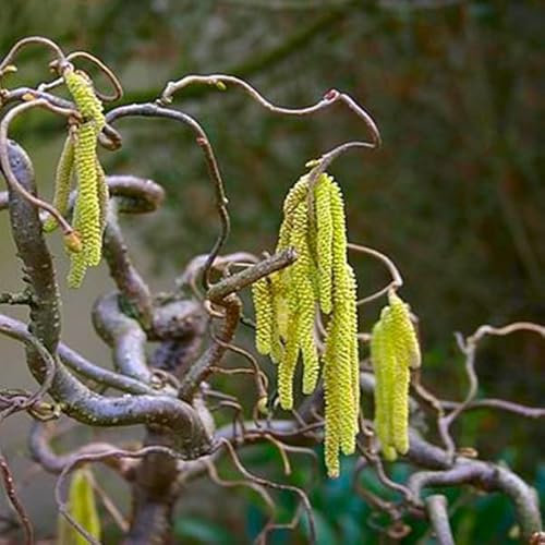 3 x Noisetier commun - Corylus Avellana 60-80 cm en conteneur - Un Noisetier Polyvalent pour Votre Jardin