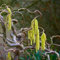 3 x Corylus Avellana- Gewöhnlicher Haselnuss strauch 60-80 cm im Container