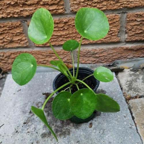 200 pcs Pilea peperomioides samen, kräutergarten balkon, bonsai samen Glückstaler - Chinesischer Geldbaum - kräuterbeet indoor, bio samen kräuter pflanzen, seed kräuterpflanzen, gartenpflanzen