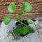 200 pcs Pilea peperomioides samen, kräutergarten balkon, bonsai samen Glückstaler - Chinesischer Geldbaum - kräuterbeet indoor, bio samen kräuter pflanzen, seed kräuterpflanzen, gartenpflanzen