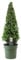Plant in a Box - Ilex crenata - Pyramid 'Acebo japonés' -Sustituto del boj - Planta de jardín - ⌀21cm - Altura 55–65cm