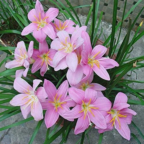 Fstening 8 Pezzi Rosa Bellissimo Cimelio Di Zephyranthes Bulbi Giglio Della Pioggia Facile Da Gestire Il Colore Fresco E Profumato è Adatto Per Decorare Il Cortile Del Giardino
