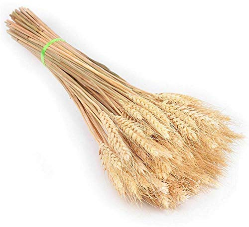 TAOYUN 25 Teile/los Getrocknete Stängel Weizen Künstliche Weizenstiele Natürlicher Weizen Ohrgetrocknete Blumen Hochzeit Blumen Arrangement Herbst Home Esstisch Dekoration