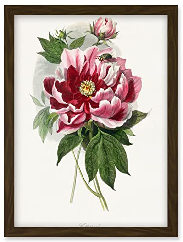 Wee Blue Coo Vintage Pink Red Peony Bloom Flowers Floral Classic Pretty Illustration Artwork Framed Wall Art Print A4