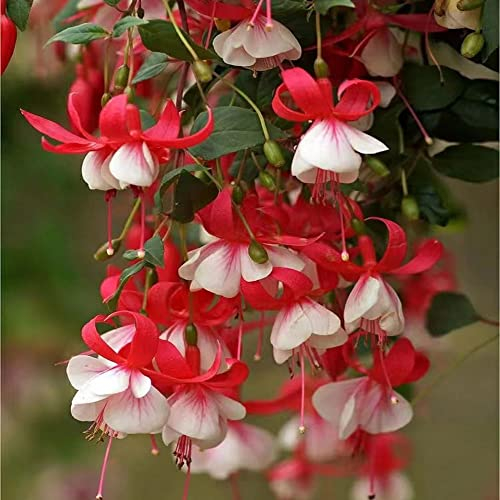 250 Stück Fuchsiensamen fuchsien pflanzen winterhart samen - Seltene Pflanze serie - pflanzen balkon blumen dekopflanzen büropflanzen gartenblumen topfpflanzen