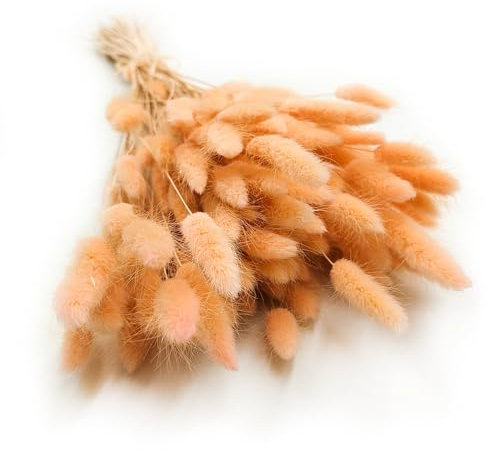 Enchanted Dekogras Getrocknetes Gras Ziergras Hasenschwänze Lagurus Ovatus Samtgras Häschen-Schwanzgras Trockenblumen Natürlich Boho 120 - 150 Stück 100 g Pfirsichfarben