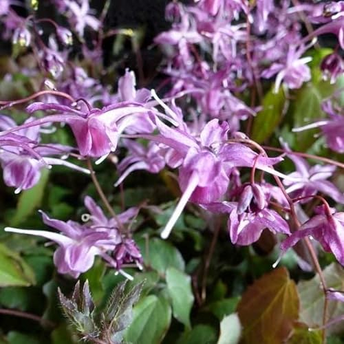 6x Elfenblume 'Lilafee' - Epimedium grandiflorum ‘Lilafee’ - Topf 9x9cm