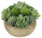 Hollyone 11CM Artificial Succulent Plants in Cement Pot, Small Fake Succulents for Home Decor, Decorative Faux Plant Indoor for Living Room, Shelf, Kitchen Table, Office, Bedroom, Bathroom Decoration