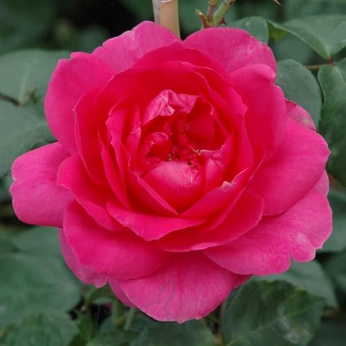 Peter Beales Roses Parade Climbing Rose, Deep Pink Double Blooms, 300cm x 240cm, Outdoor, Mild Fragrance, Wildlife Friendly,Modern Climber, June-November Flowering