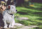 Poster Chien Jack Russel Garten Kräuter