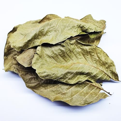 25 STK. Premium Walnussblätter Grün ganz (je 8-15cm) - Laub für Aquarium & Terrarium > Garnelen, Schnecken, Krebse, Welse | 3 in 1 = Futter, Versteck & Wasseraufbereitung