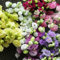 200 pcs lisianthus samen bunt winterharte stauden、balkonblumen fensterbank deko pflanzen für sonnige plätze、büro deko gartenpflanzen、blumenwiese blumensamen balkon、samen anzucht blumen