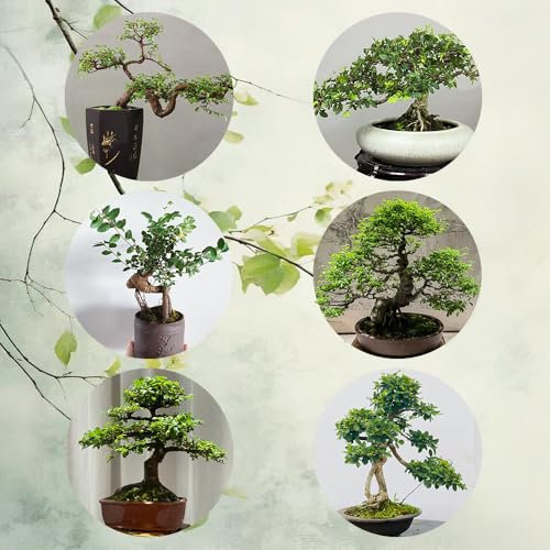 ulme baum kaufen samen - topfpflanzen draußen winterhart ulme samen, pflanzen balkon, deko wohnzimmer winterharte pflanzen für garten bäume kaufen, zimmerbonsai bonsai winterharte 200pcs