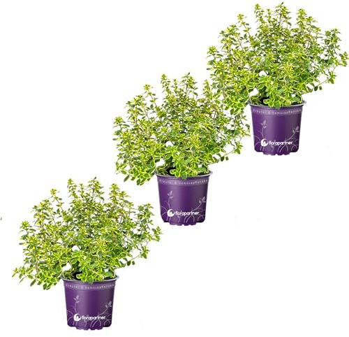 Zitronen Thymian Pflanze - Thymus citriodorus von florapartner - Frische Kräuter für Ihren Garten! 3er-Set