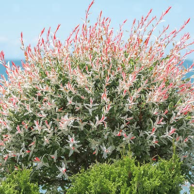 Salix Hakuro Nishiki Flamingo Tree in a 9cm Pot - Amazing Foliage Colour