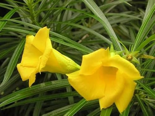 Nerium Oleander Flower Seeds 100pcs Mixed
