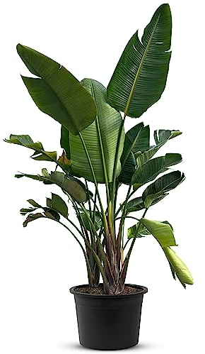 TROPICTREES Strelitzia Augusta | Zimmerpflanze pflegeleicht |Exotische Eleganz mit bemerkenswerten Blüten und pflegeleichter Pracht | Strelizienpflanze echt | 200-220cm