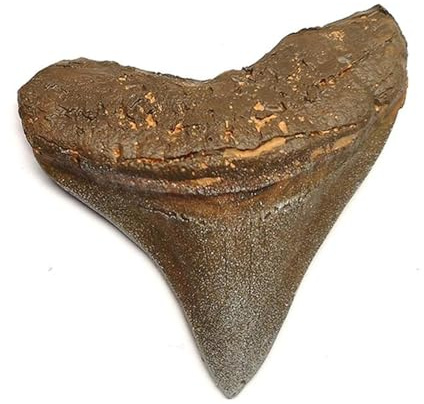 CRIGEMA - PHOSSILI (MEGALODON-Zahn 8 x 7 cm (Nachbildung))