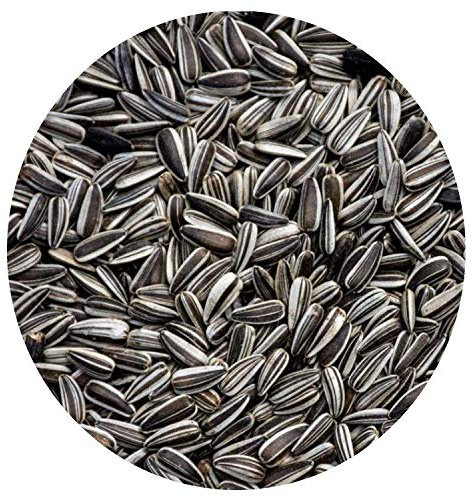 Wildlife Kingdom Premium Striped Sunflower Seeds Parrot Parakeet Wild Garden Bird Seed Energy (10kg)