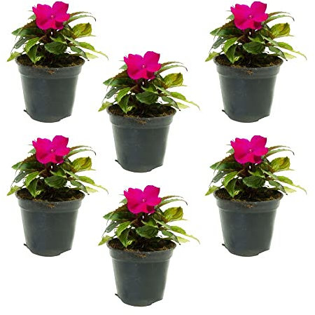 Sunpatiens (6 PIANTE) - Fiori NON commestibili - Azienda agricola Carmazzi