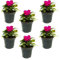 Sunpatiens (6 PIANTE) - Fiori NON commestibili - Azienda agricola Carmazzi