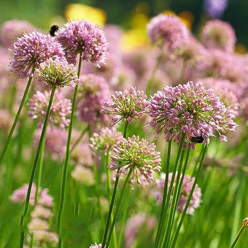 10 pcs zwiebeln allium pflanze winterhart - geschenke für den garten blumendeko balkonblumen zierlauch,riesenlauch, zimmergewächshaus anzucht flowers bienen wiese blumenzwiebeln winterhart