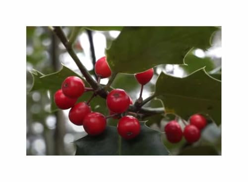 Stk - 10x Ilex aquifolium - Europäische Stechpalme Garten Pflanzen - Samen ID1839 - Seeds & Plants Shop by Ipsa