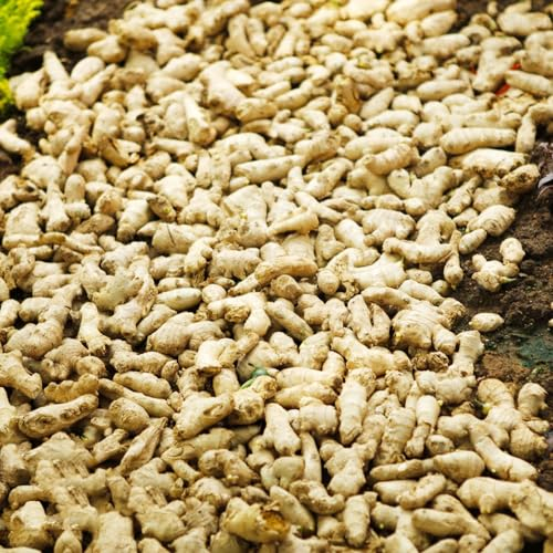 300 pcs Ingwer pflanzen samen winterfeste pflanzen für balkon dekopflanzen winterharte balkonpflanzen gemüsesamen kräutergarten küche wintergemüse samen kräuter dachbegrünung wildkräuter