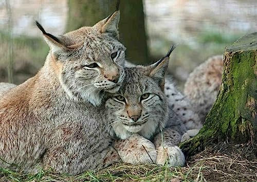 Mandala-Muster – 1500-teiliges Holzpuzzle – Überraschungsgeschenk für Erwachsene und Kinder