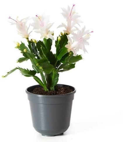 Cactus de Navidad Natural: Planta Navideña Fácil de Cuidar