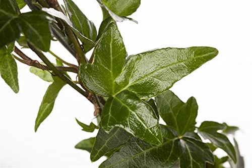 Efeu Hedera helix 150-200 cm Kletterpflanze immergrün winterhart