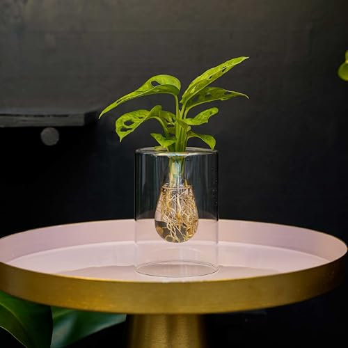 Sydney | Monstera Adansonii