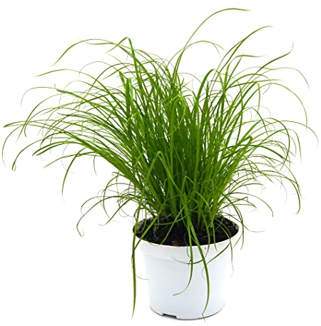 unsere-gaertnerei-mueller Gato Hierba Real (Cyperus alternifolius 'zumula') (1)