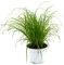 unsere-gaertnerei-mueller Gato Hierba Real (Cyperus alternifolius 'zumula') (1)