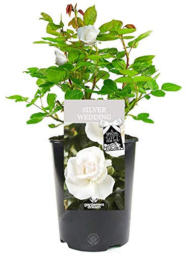 Silver Wedding Rose - 25th Wedding Anniversary - Help Celebrate a Special Couple's Silver Anniversary with a Unique Living Plant Gift